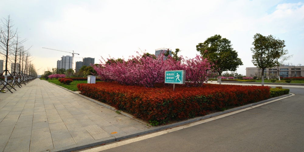 明光市政務中心景觀綠化